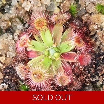 Drosera depauperata, 10+ gemmae